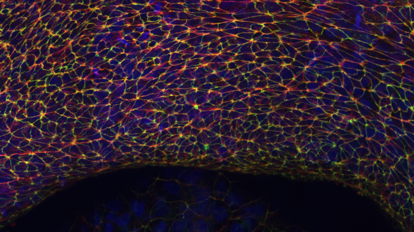 Immunostaining of key mechanical components of embryonic cells