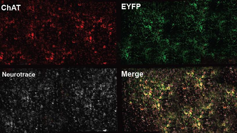 cholinergic neurons boosted information processing in the brain