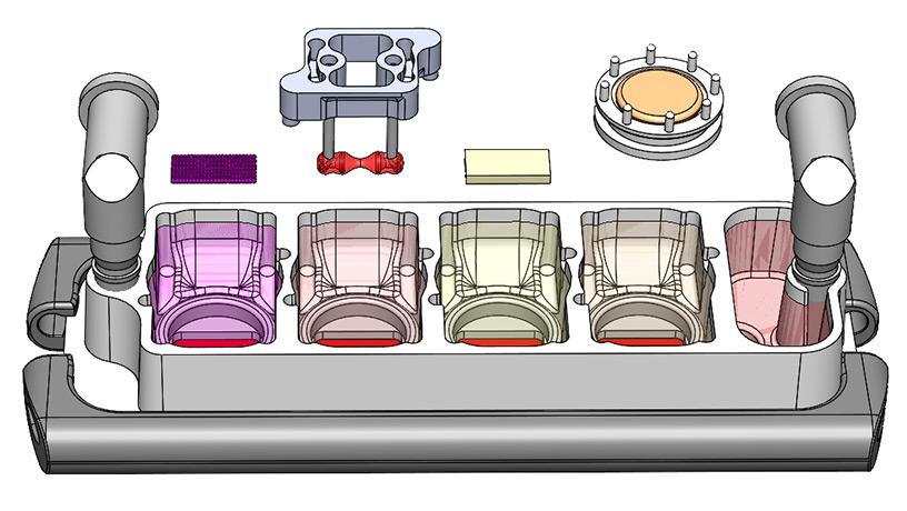 Diagram of multi-organ chip