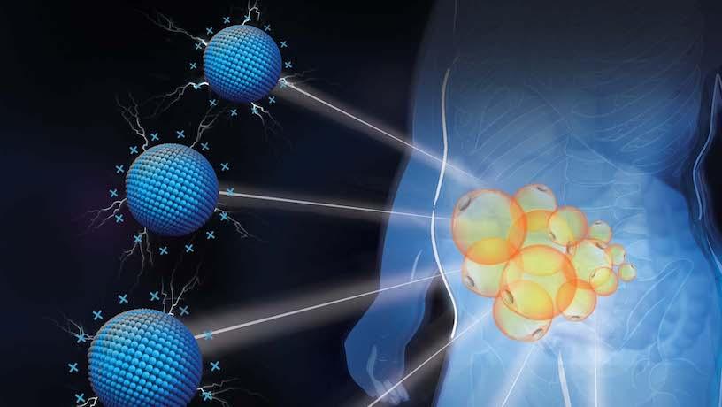 Illustration of cationic nanomaterials targeting specific human fat depots