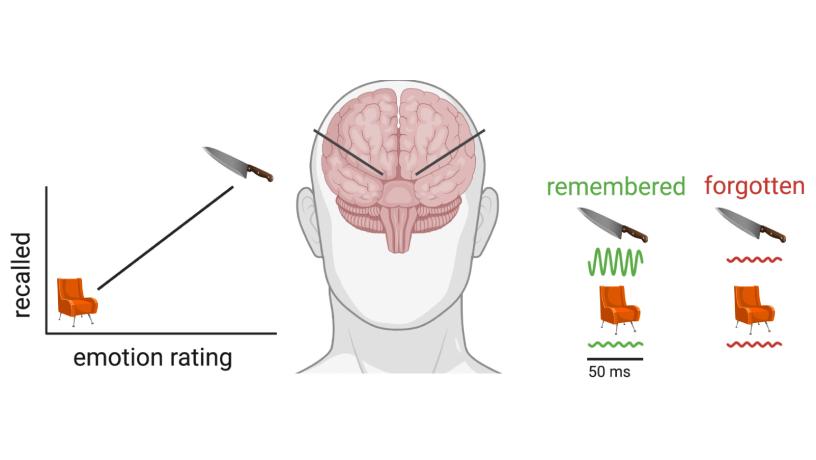 A line graph demonstrating emotional words correlate with faster brain oscillations and memory.