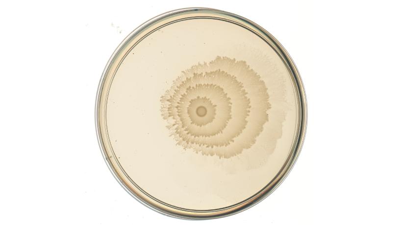 Petri dish with engineered P. mirabilis strain showing ring pattern moving away from copper