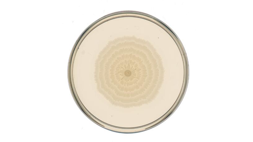Petri dish with engineered P. mirabilis strain showing ring pattern