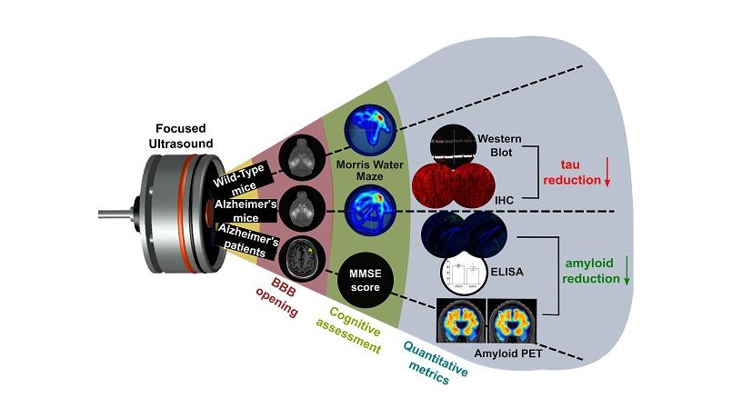 Focused ultrasounds impact on mice illustration