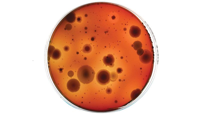 Finding Beauty in the World of Microbes | Biomedical Engineering