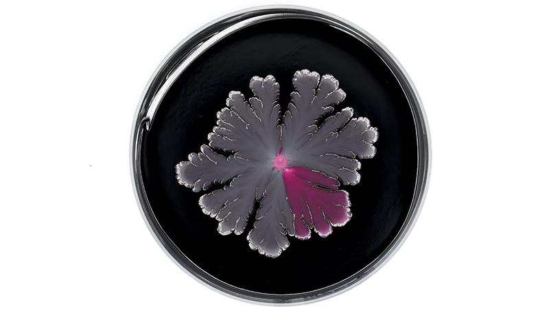 Finding Beauty in the World of Microbes | Biomedical Engineering