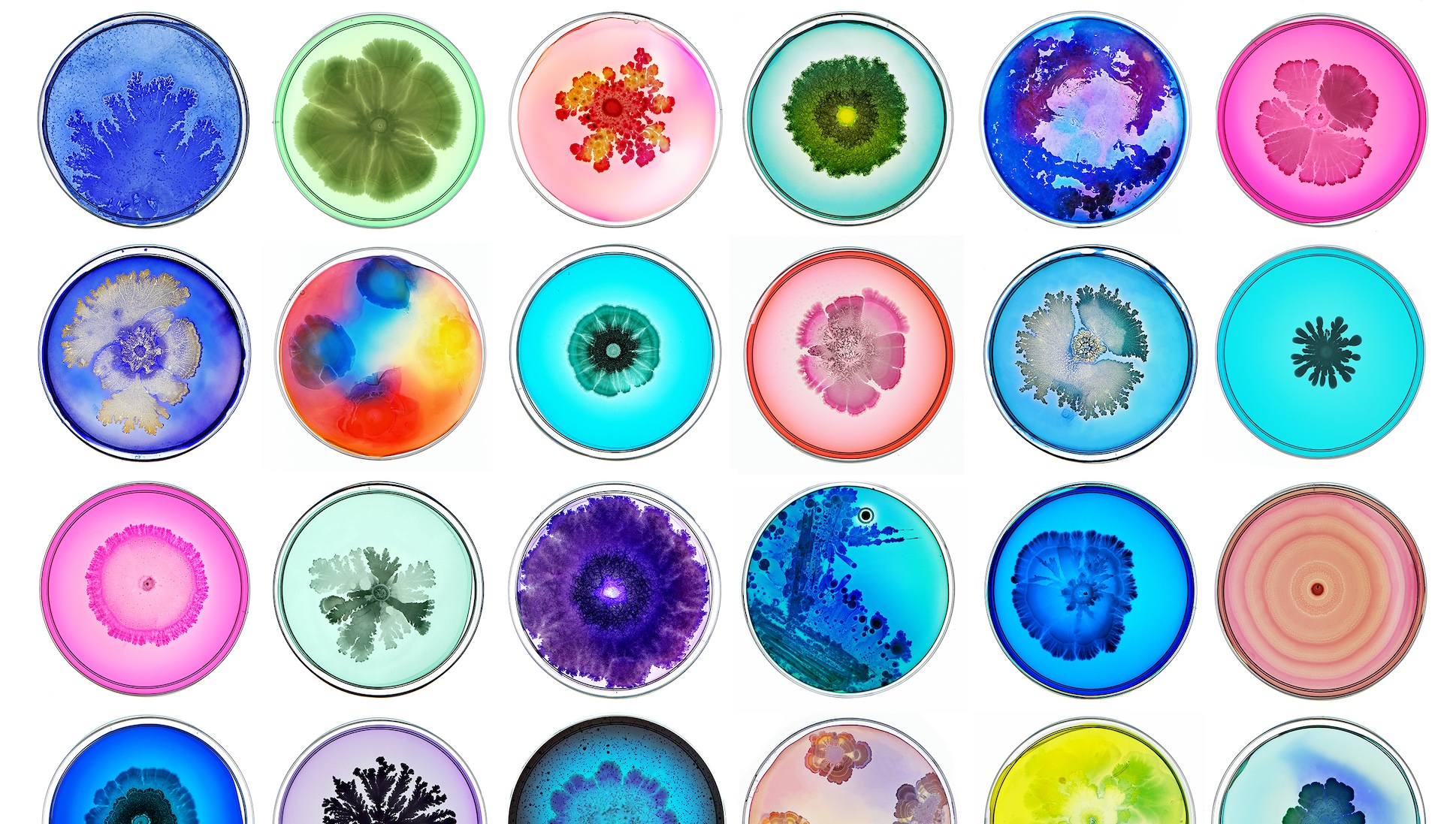 Biomedical Engineering Professor Tal Danino's images of colorful bacteria.