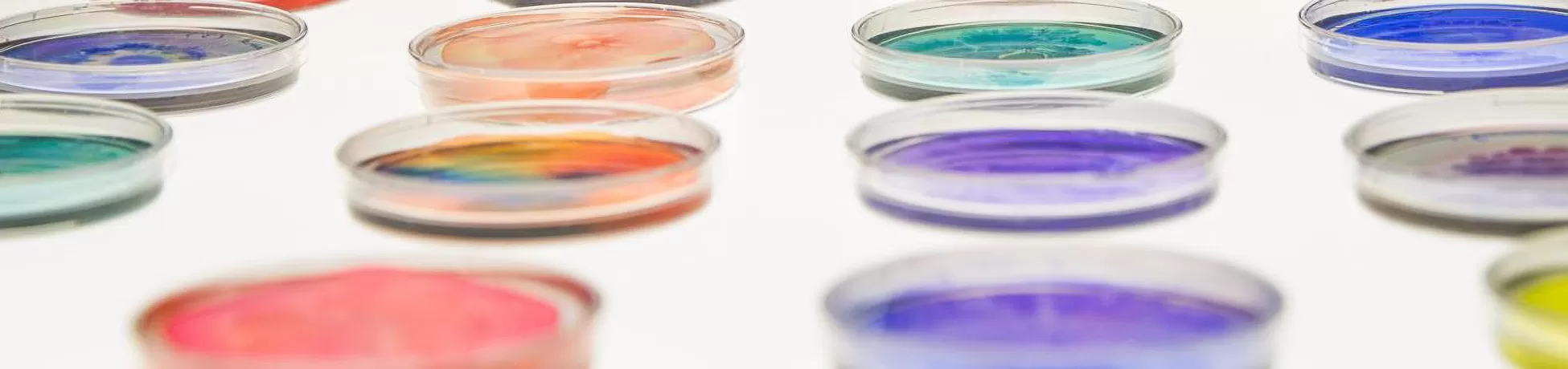 petri dishes