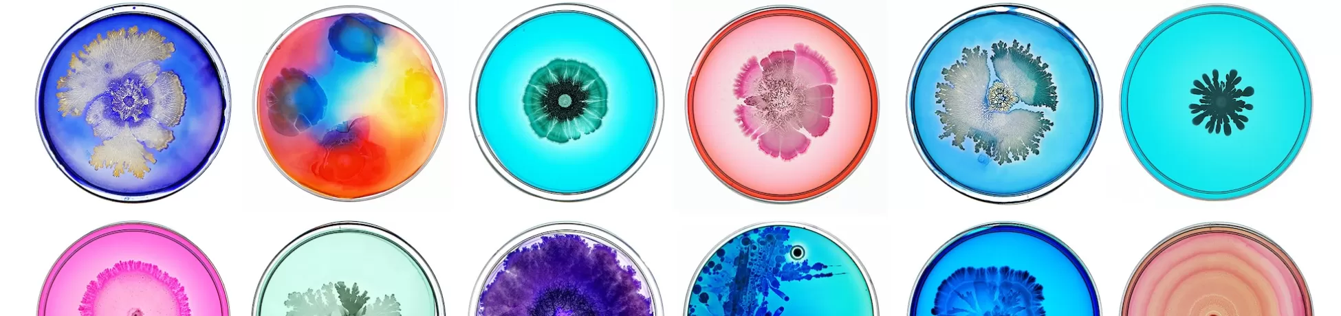 Biomedical Engineering Professor Tal Danino's images of colorful bacteria.