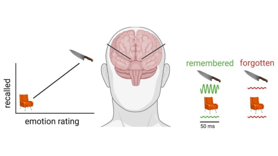 A diagram depicting emotional memory