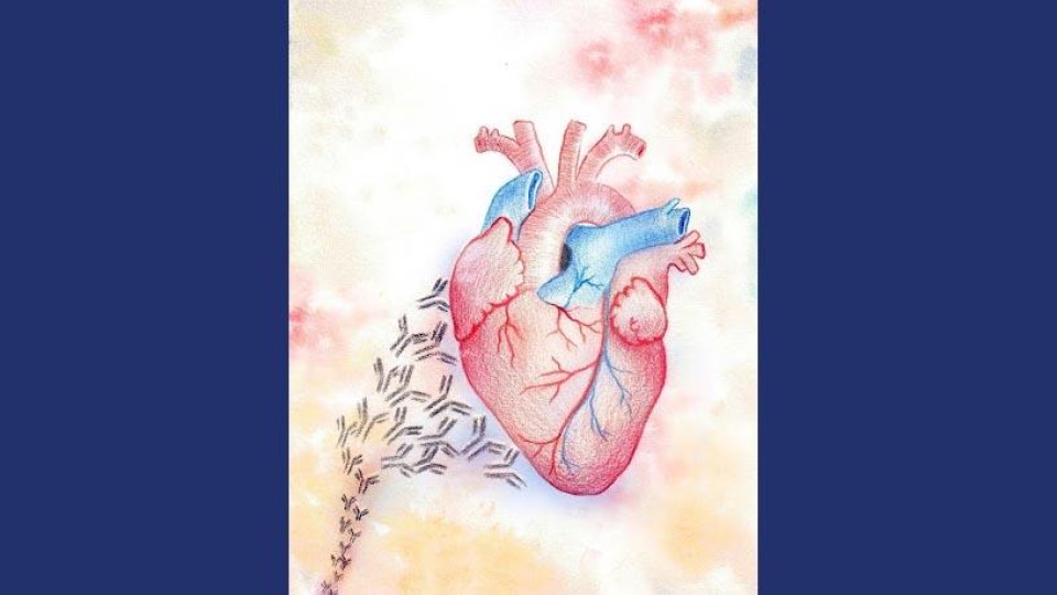 autoantibodies-attacking-the-heart-in-lupus-patient