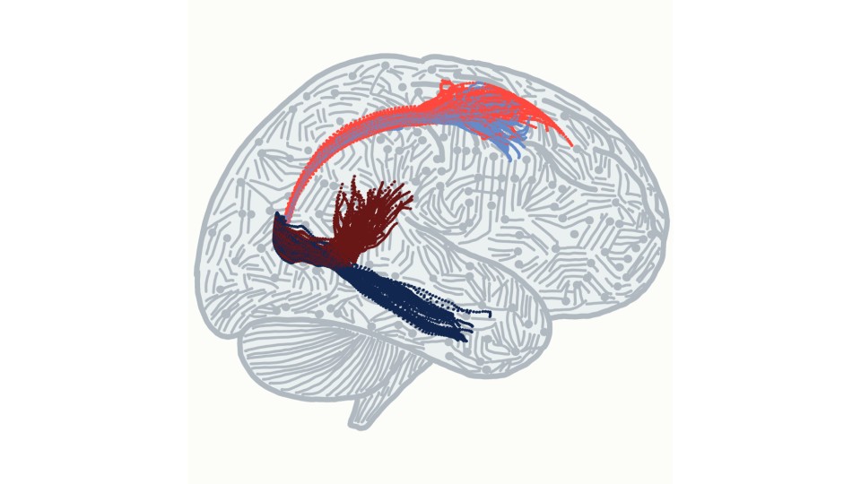 Illustration of a brain depicting patterns of activity within a biologically constrained neural network embedded in a stylized cortex. The colored trajectories show how neural activity evolves differently depending on what information is currently relevant. 