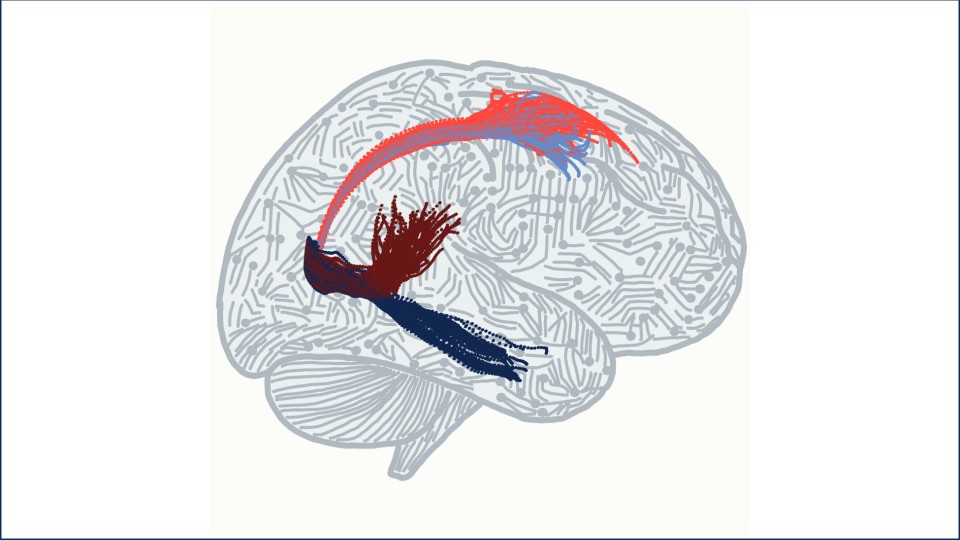 Illustration of a brain depicting patterns of activity within a biologically constrained neural network embedded in a stylized cortex. The colored trajectories show how neural activity evolves differently depending on what information is currently relevant. 
