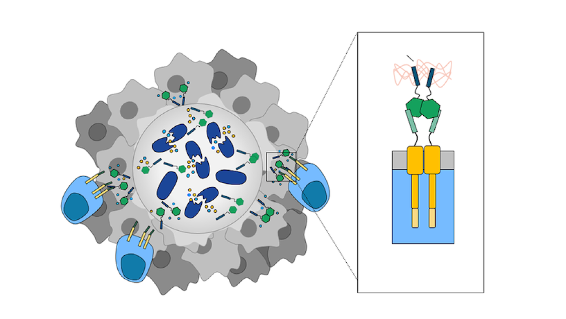 An illustration showing how programmed bacteria signals engineered T cells to destroy cancer cells in solid tumors